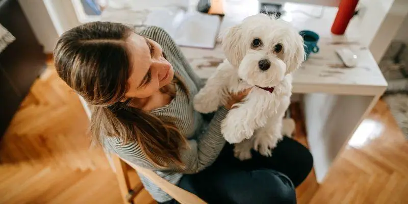 How Can I Make My Home Office Design Pet-friendly?