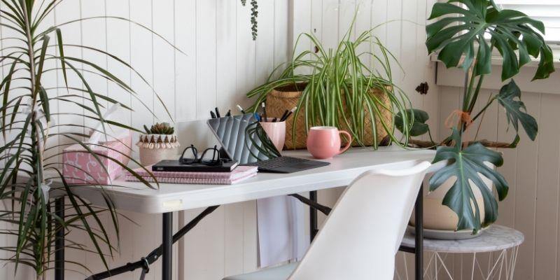 What Plant Should I Use In My Home Office? 30 Best Plants For Your Home Office